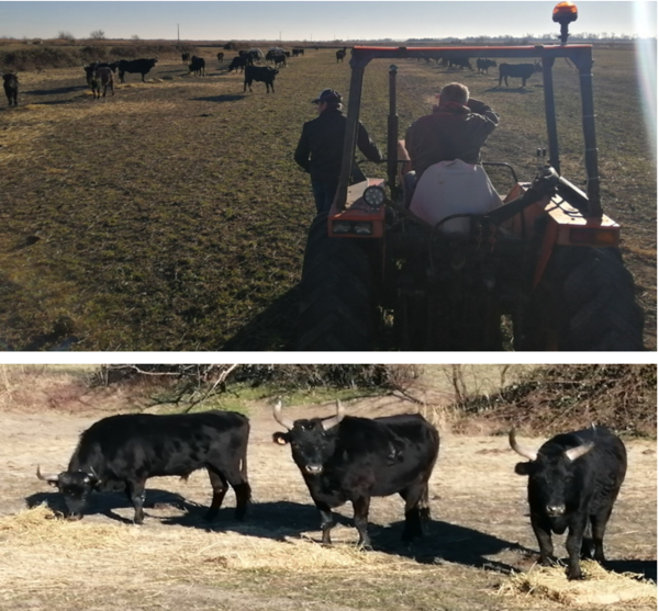 A L'HEURE DE LA MANADE FOURNIER & FILS